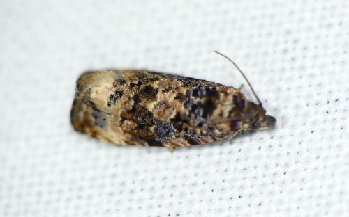 Endothenia oblongana